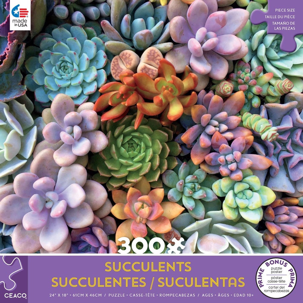 300PC OVERSIZED SUCCULENTS ASST (6) BL